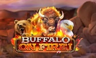 Buffalo on Fire Slot